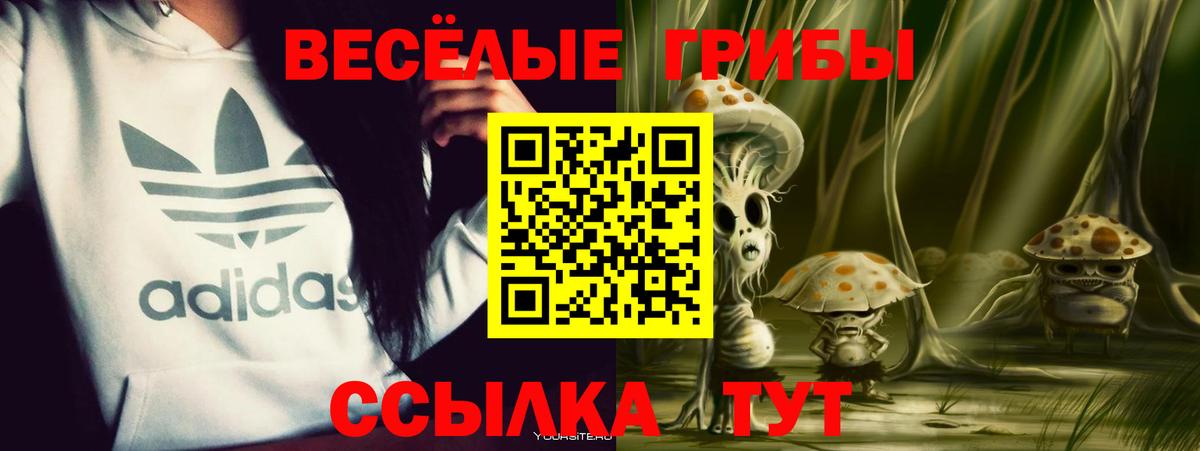 Королёв  Псилоцибиновые грибы Cubensis  даркнет сайт  Вход с VPN 